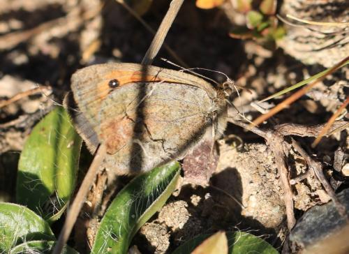 Réf. 219 375 : Erebia cassioides